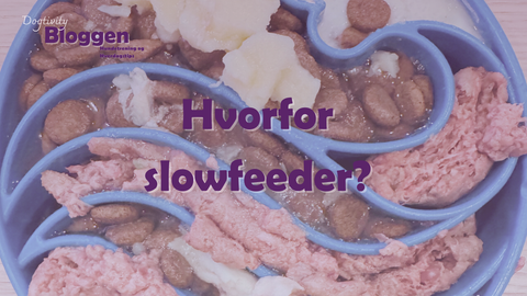 Hvorfor bør du bruke slowfeeder til hunden din?