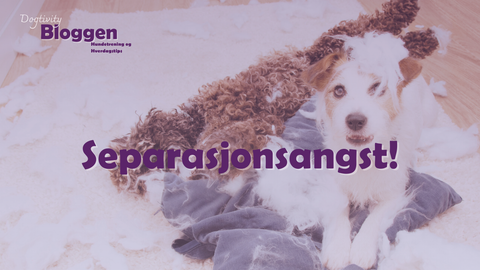 Hvordan unngå separasjonsangst? Den viktige hjemme alene treningen.