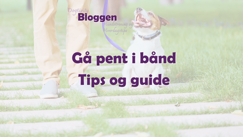 Hvordan få hunden til å gå pent i bånd – tips og guide