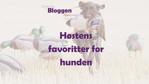 Høstens favoritter for hunden – høyenergi fôr, råfôr og godbiter