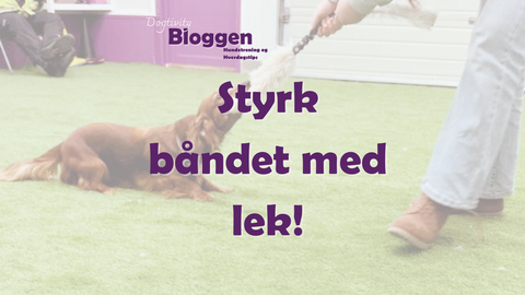 Hvordan lek styrker båndet mellom deg og hunden din