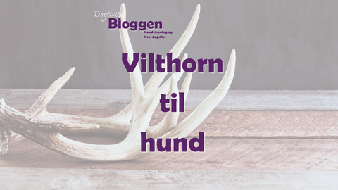 Vilthorn til hund: 5 grunner til at denne naturtygg varer lengst og forebygger tannstein