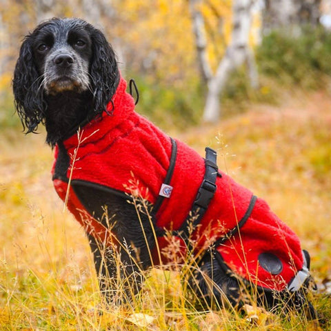 Lana rød ulldekken på cocker spaniel