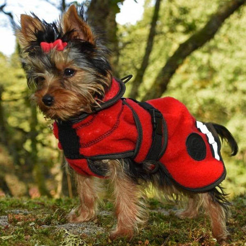 Lana rød ulldekken på silky terrier