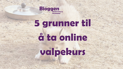5 grunner til å ta valpeskolen online