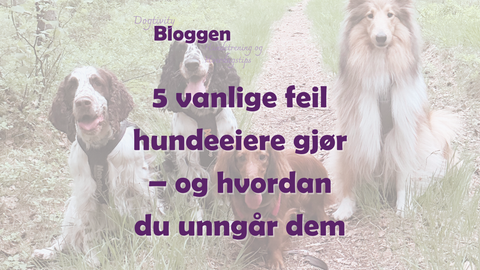 5 vanlige feil hundeeiere gjør – og hvordan du unngår dem