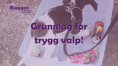 Å legge til rette for trygge valper