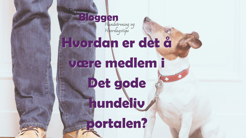 Hvordan er det å være medlem i Det gode hundeliv-portalen?