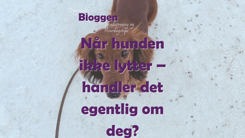 Når hunden ikke lytter – handler det egentlig om deg?