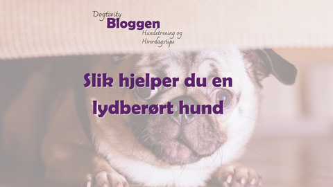 Bloggbilde av hund som gjemmer seg med teksten; slik hjelper du en lydberørt hund