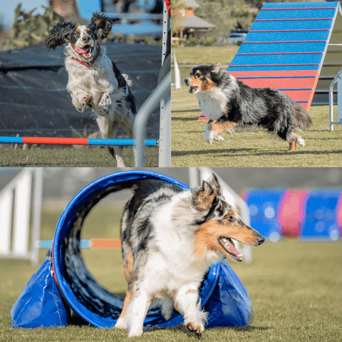 Agility kurs hos Dogtivity AS