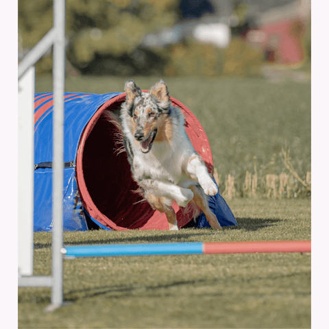 Hund i tunell - Agility kurs hos Dogtivity AS