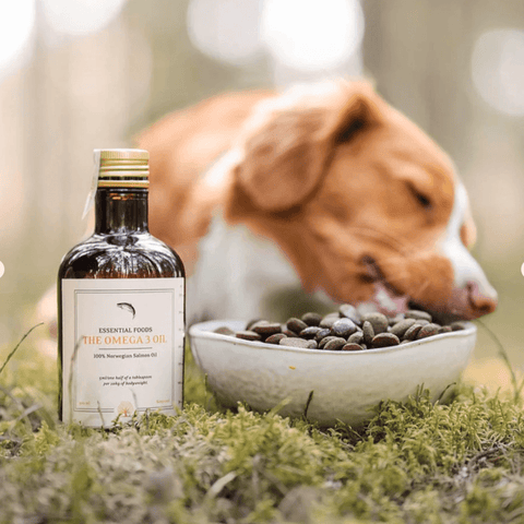 Omega 3 olje til hund fra Essential foods i 500ml glassflaske. Hund som spiser.