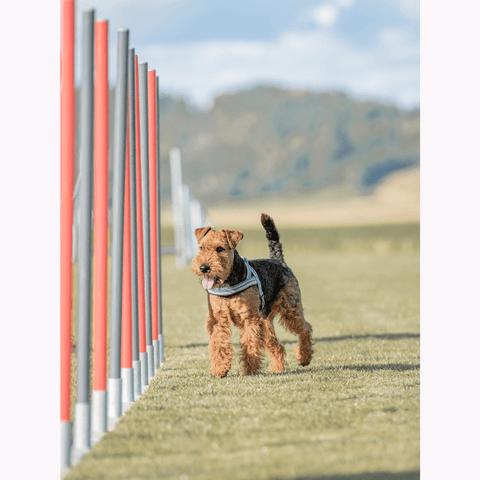 Hund i slalom - Agility kurs hos Dogtivity AS