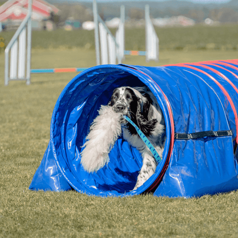 Hund i tunell med leke - Agility kurs hos Dogtivity AS