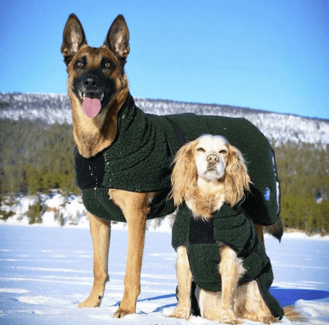 Selva - grønt ulldekken - på stor og medium hund. 